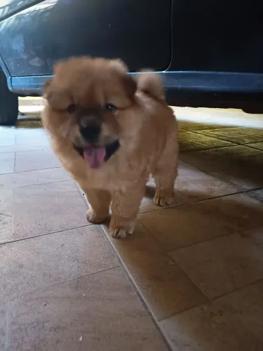 Chow-chow