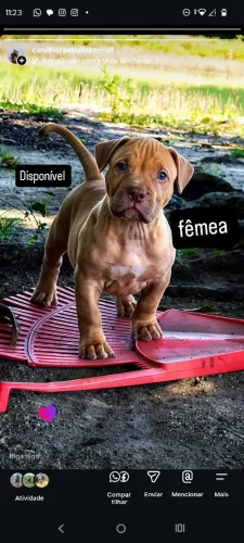 Filhote de Pit monstro disponível