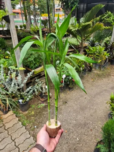 Arranjo Bambu da Sorte