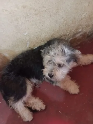 Vende-se dois cachorrinho macho de 4 meses podle