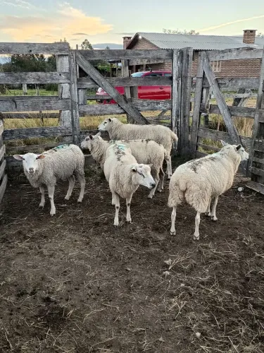 Ovelhas texel