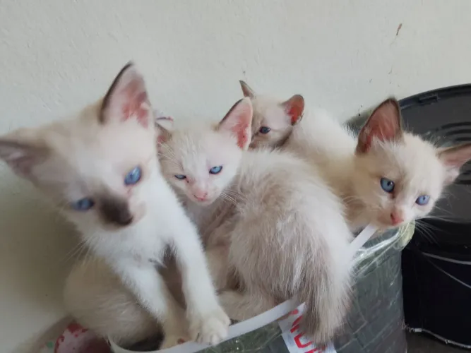 Doação de gatos siamês 
