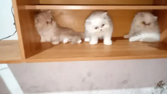 Gato persa