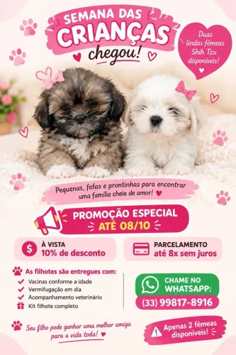 Shih Tzu