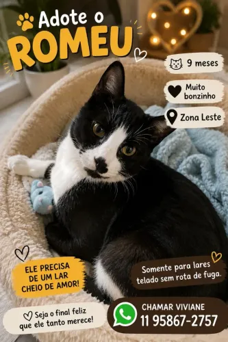 Gatinhos doação