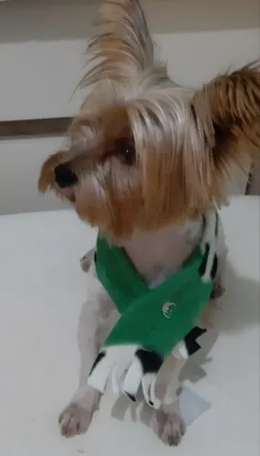 Vendo cachorro yorkshire biewer