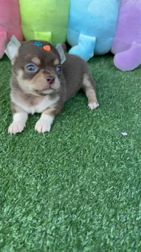 Chihuahua micro chocolate 