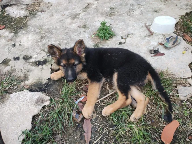 Pastor alemão