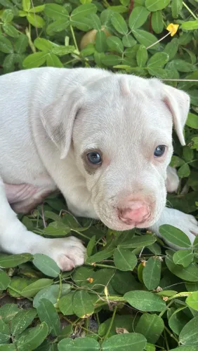 Pitbull american terrier filhote