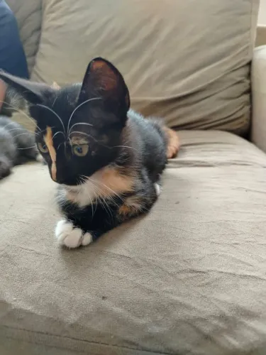 Doação de gatinhos