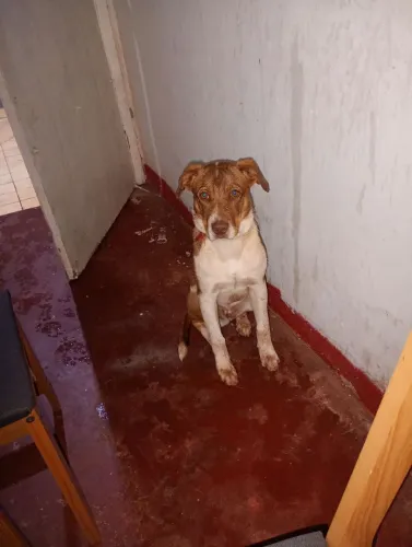 Cachorro pra doar