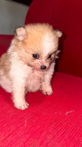 Spitz Alemão machinho disponível
