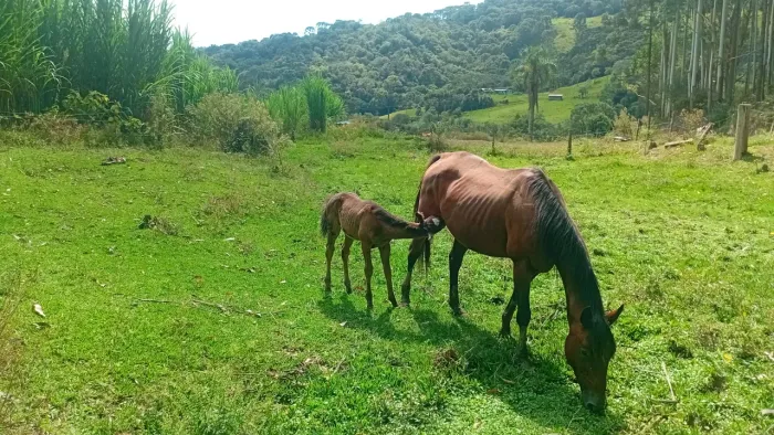 Egua qm de cria