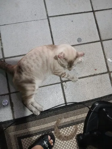 Gato