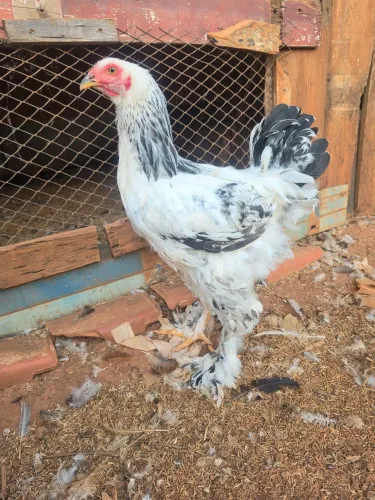 Galos brahma