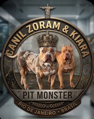Vendo filhote de Pit Monster com 4 meses