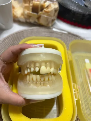 Manequim periodontia ou prótese