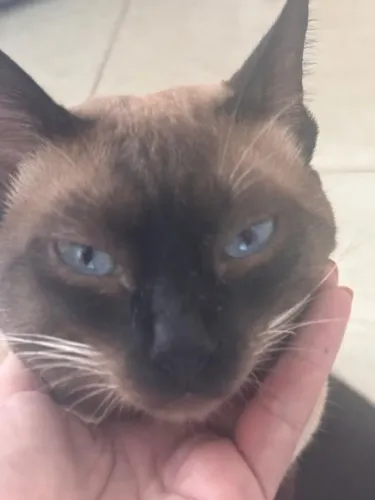 adote um gato Siamês 