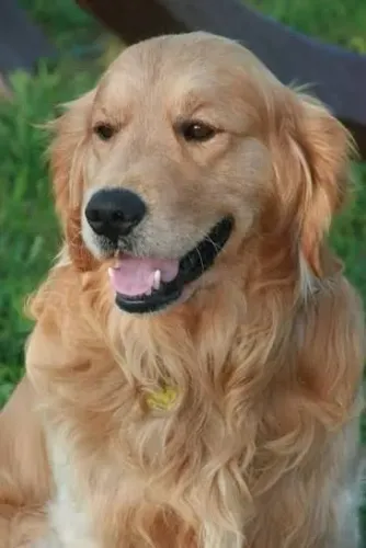 Femea golden retriever