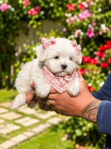 Branquinha de neve filhote de Lhasa apso fêmea 