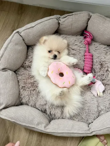 Spitz Alemão lindo demais