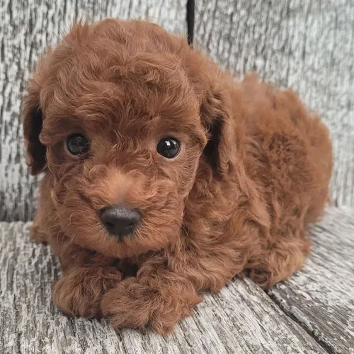 Poodle Toy Red: Garanta hoje o seu bebê