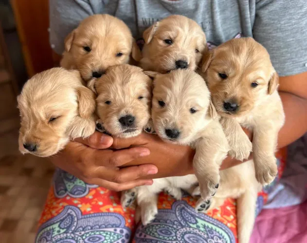 Goldem Retriever 