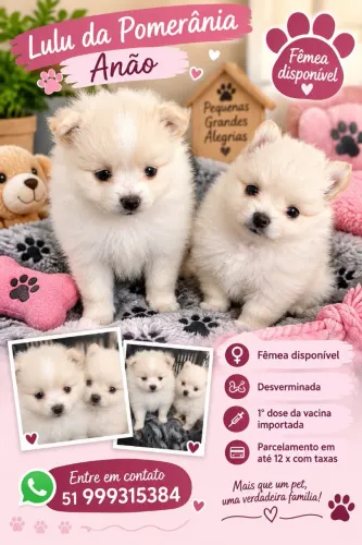 Lulu da Pomerânia anã