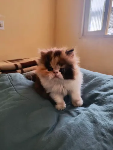 Gato persa