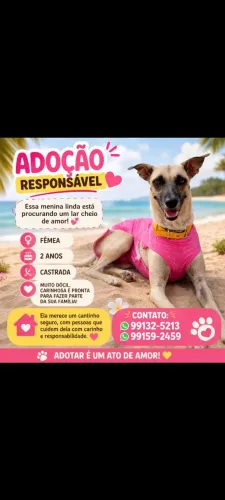 Adoção responsável