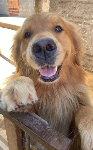 Golden Retriever