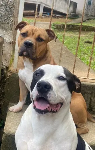 cachorros