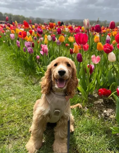 Cocker Spaniel filhote! Seu novo melhor amigo está esperando por você.