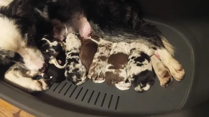 Border Collie