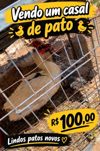 Casal de patos