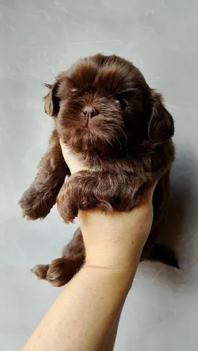 Shih Tzu fêmea chocolate