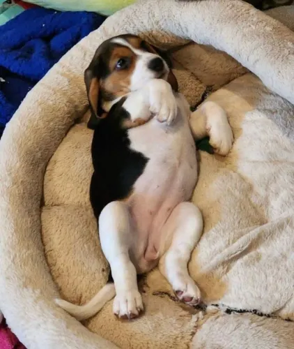 Beagle Cachorro que encanta só de chegar perto