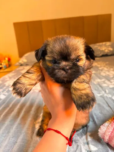 Shihtzus
