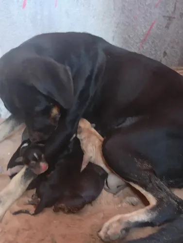 Cachorros para adoção