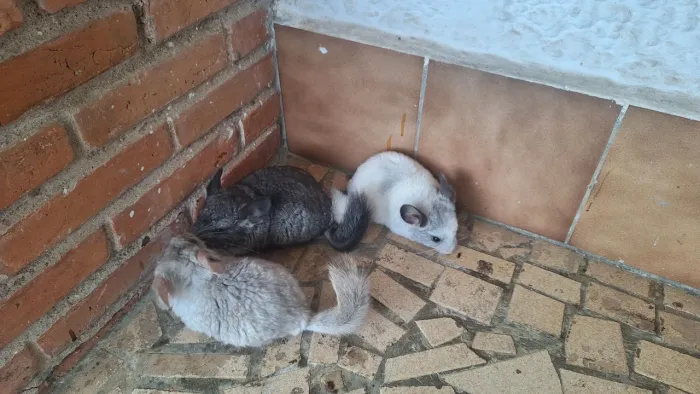 Chinchila