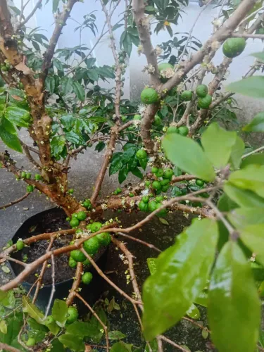 Jabuticaba 