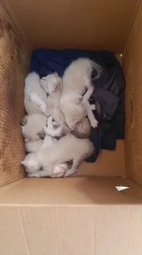 Gatos para adoção