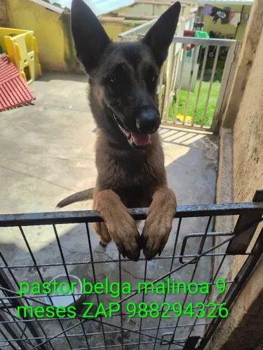 Pastor belga malinoa