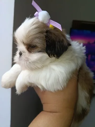 SHIHTZU FÊMEA DISPONÍVEL
