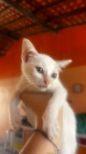Doação de gatinhos. 
