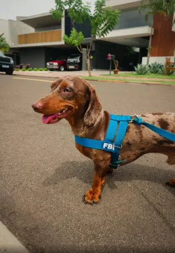 Dachshund macho arlequim vermelho