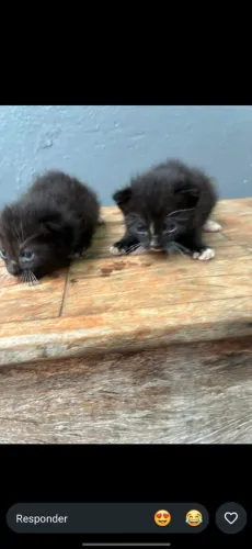 GATINHA ABANDONADAS 