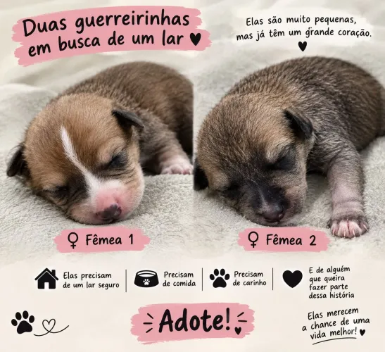 Doação de cachorro