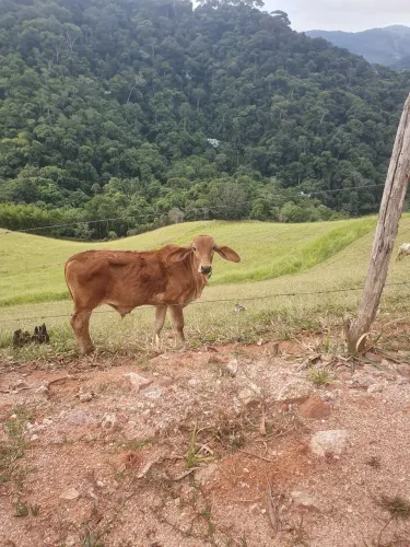 Bezerro