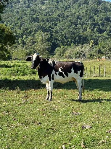 Vaca Girolanda